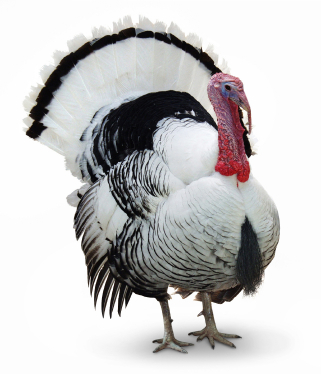 Turkey iStock_000001827125XSmall.jpg
