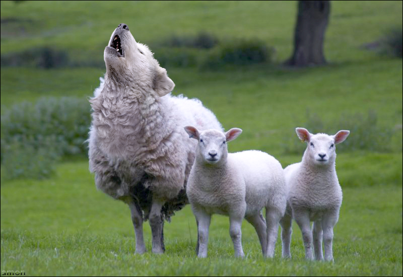 wolf in sheeps clothing.jpg